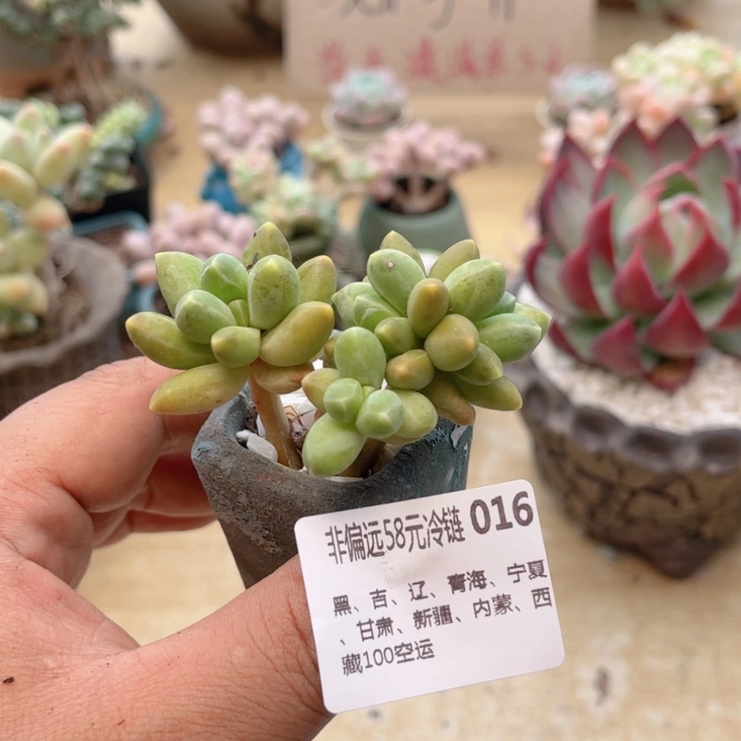 【闪购商品】016千代田