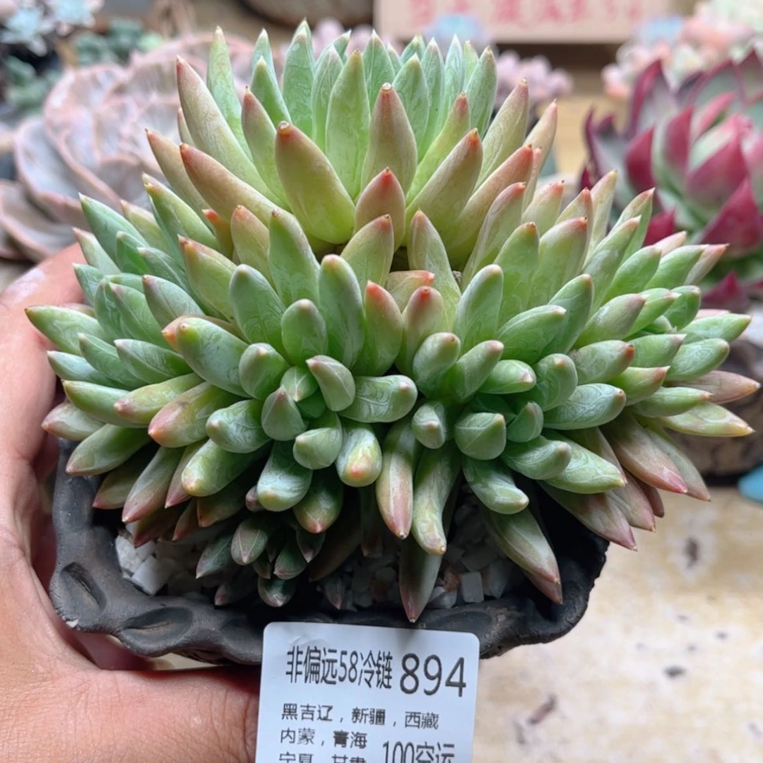 【闪购商品】894蓝氏莲