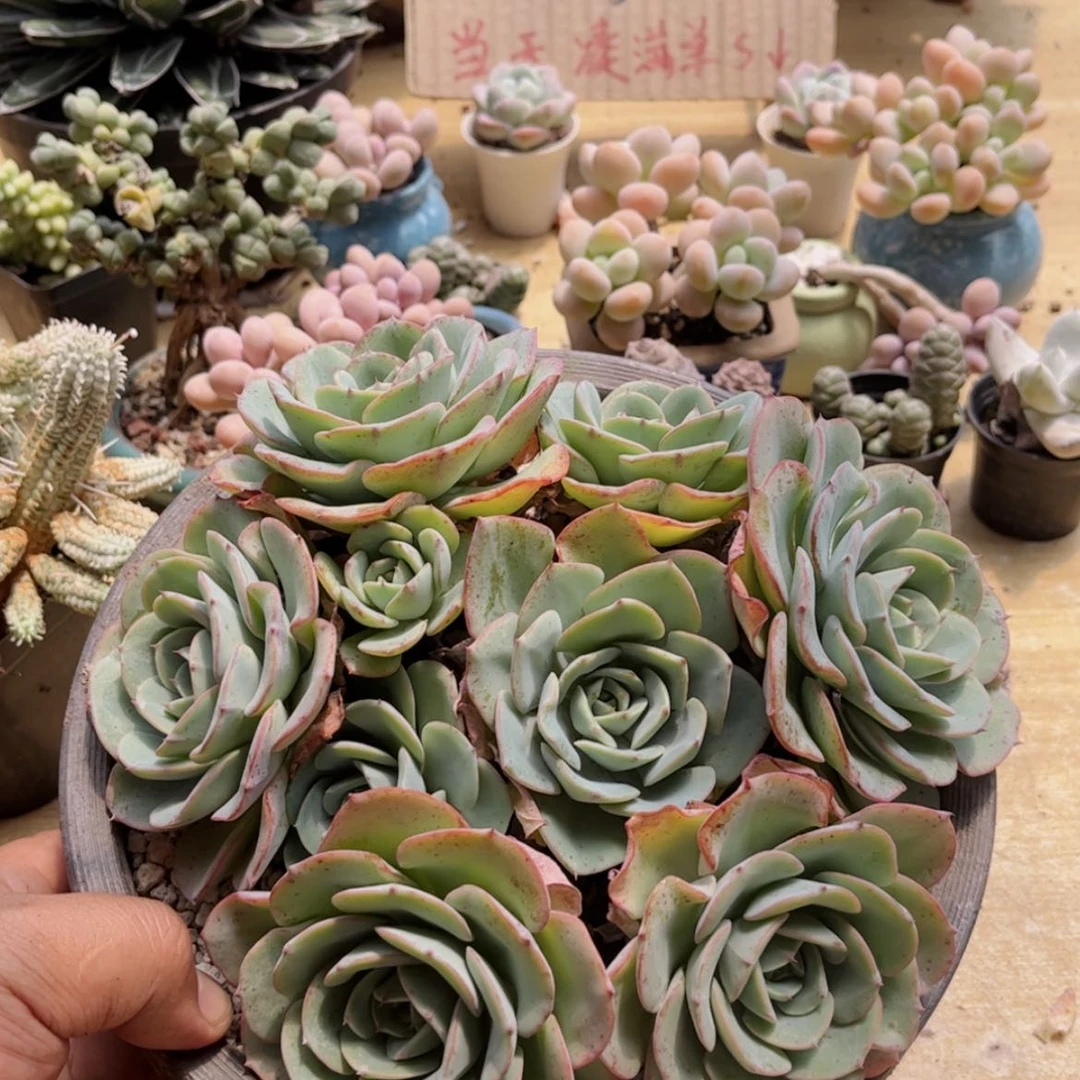 【闪购商品】548奶油黄桃