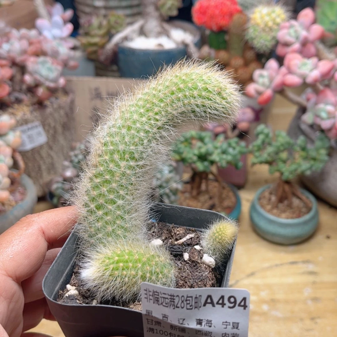 【闪购商品】494九尾狐