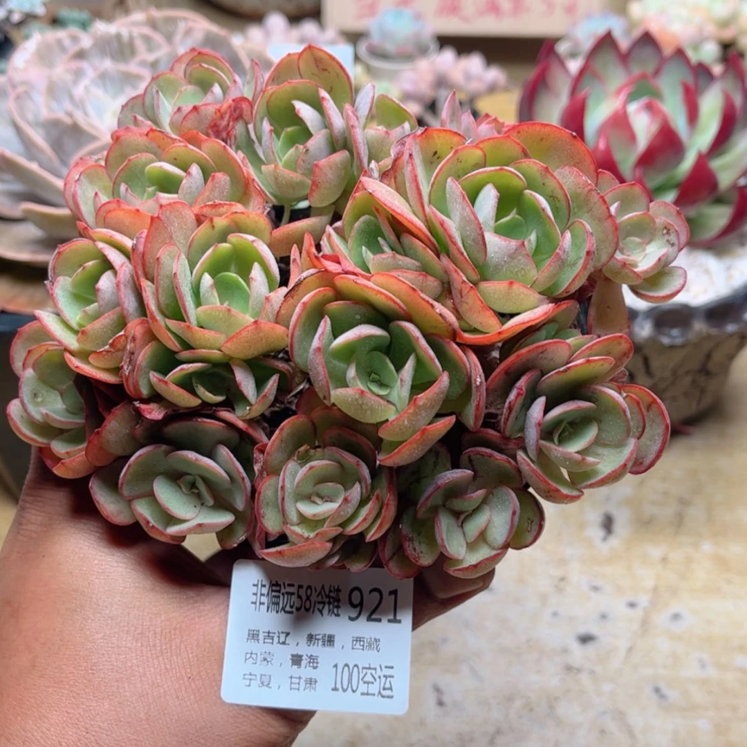 【闪购商品】921小叶秀妍