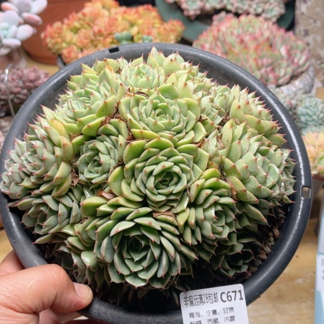 【闪购商品】671笨巴