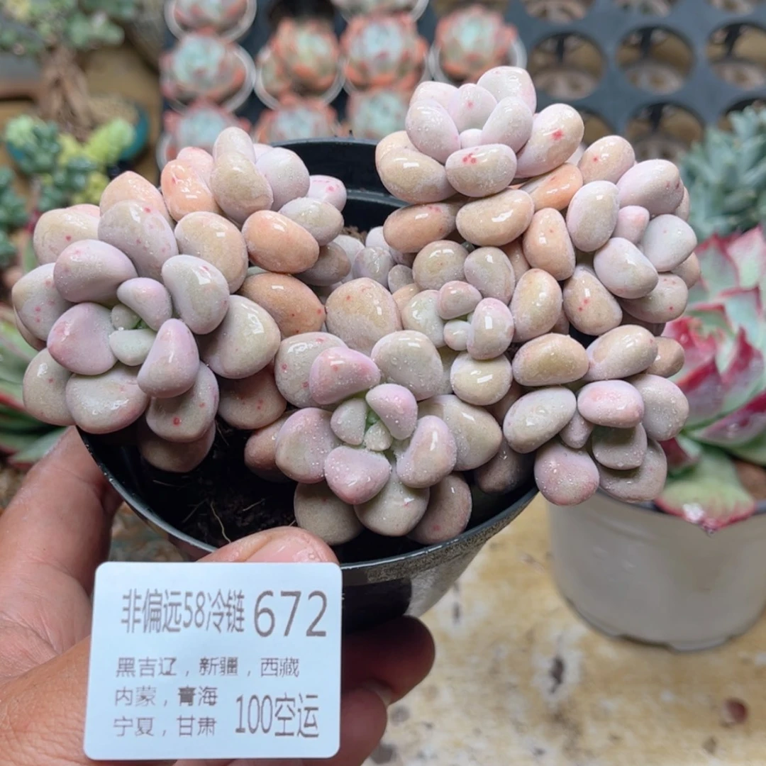 【闪购商品】672艾伦