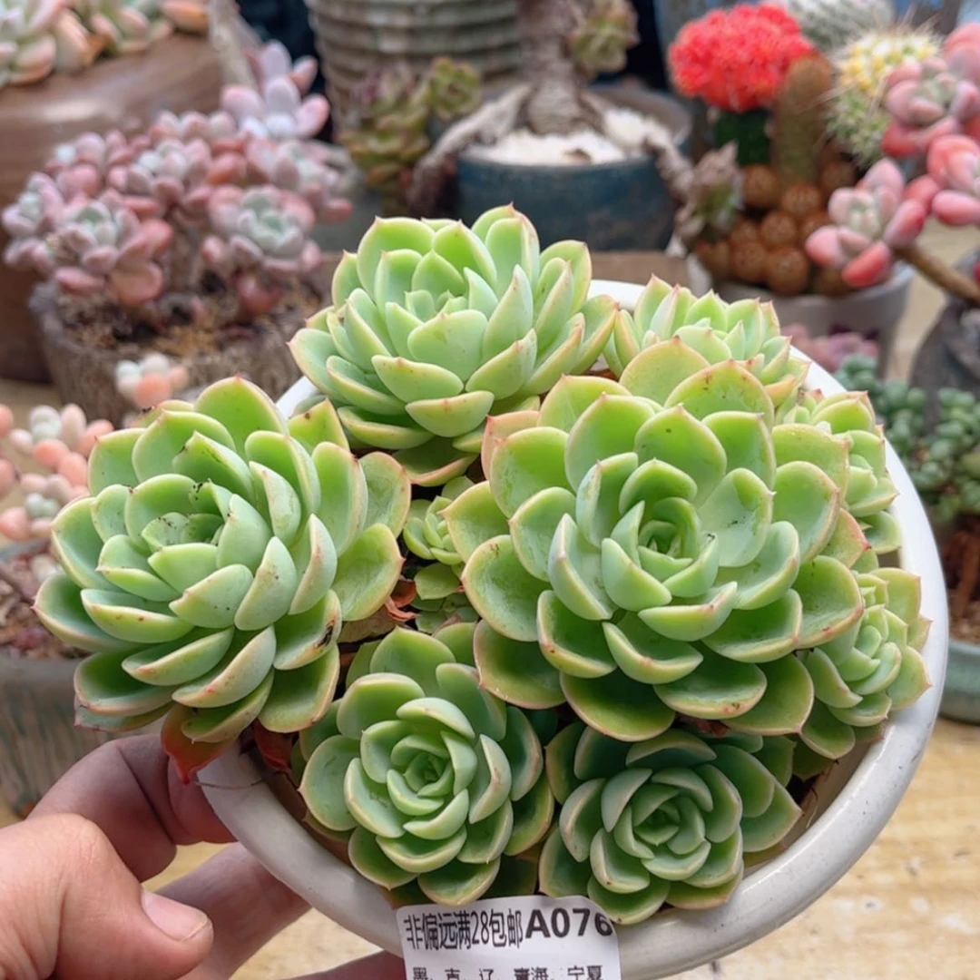 【闪购商品】076哈密瓜