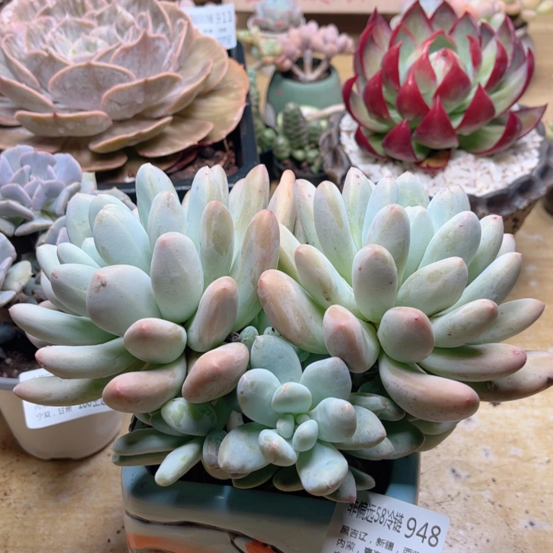 【闪购商品】948香水