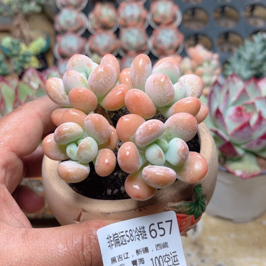 【闪购商品】657香水洛神