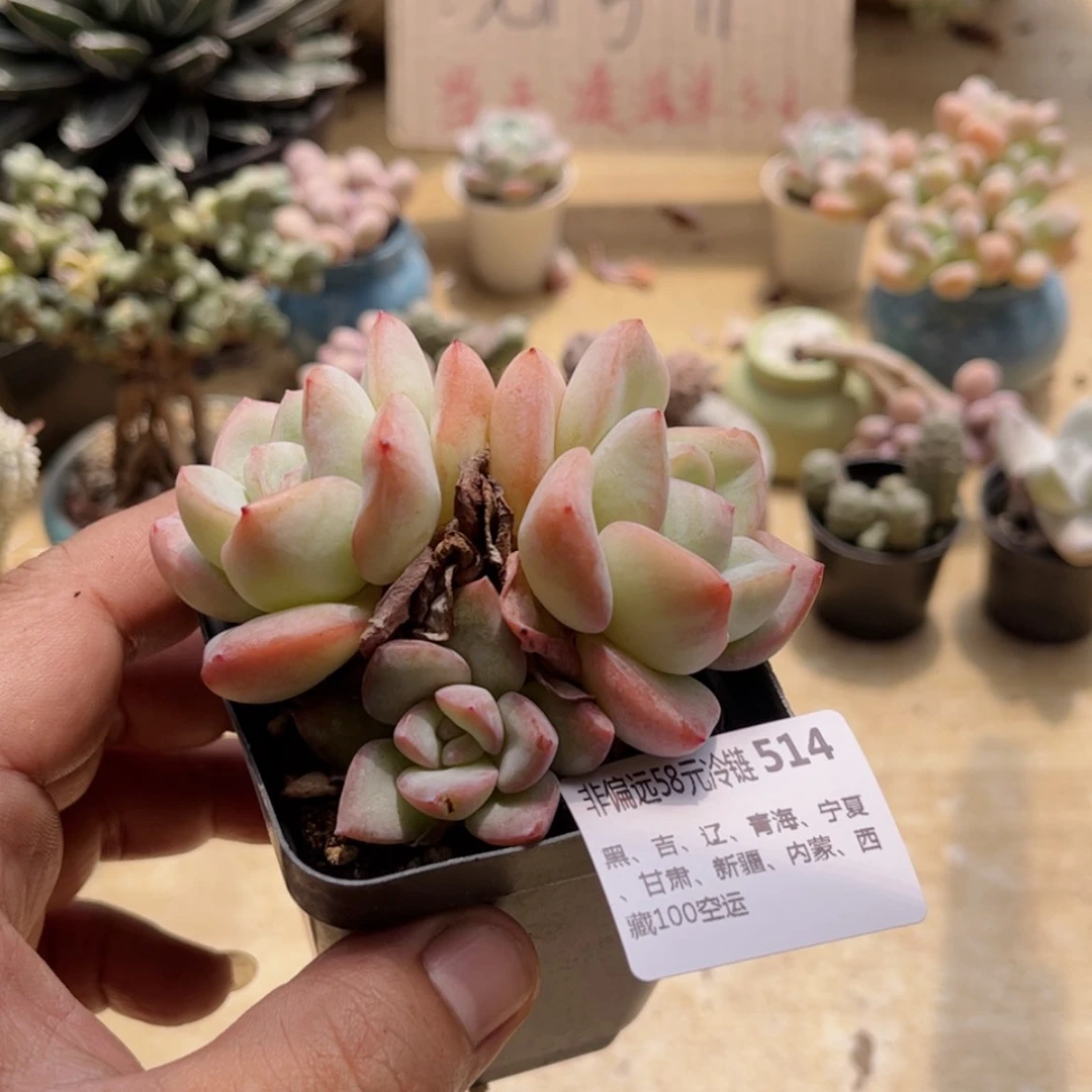 【闪购商品】514泡芙
