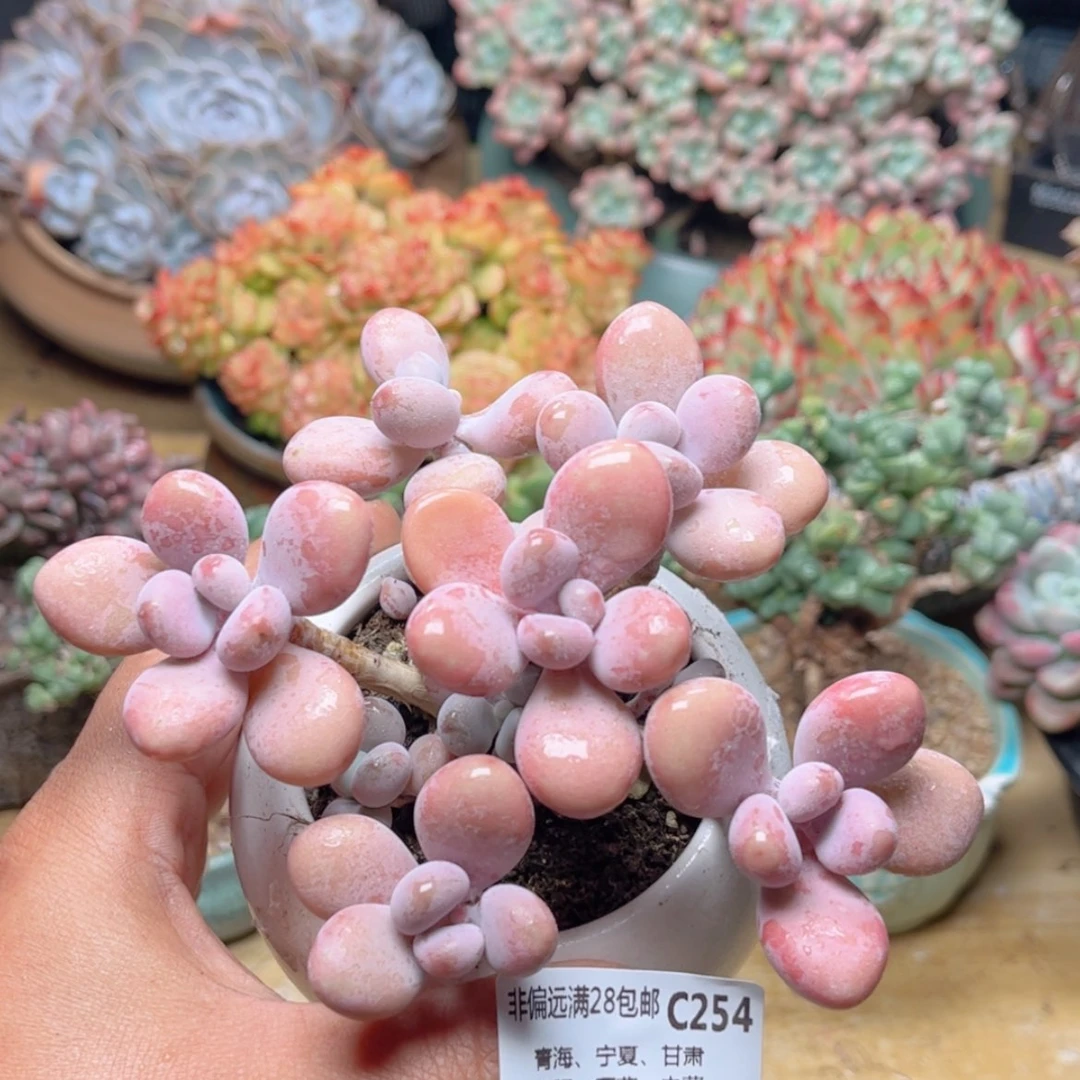 【闪购商品】254糖果桃蛋