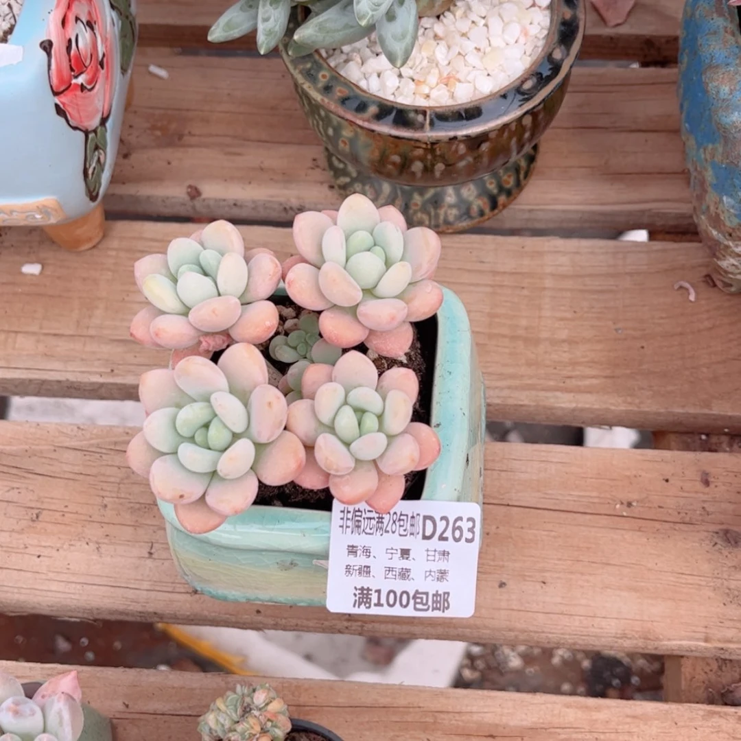 【闪购商品】一***?263香水洛神