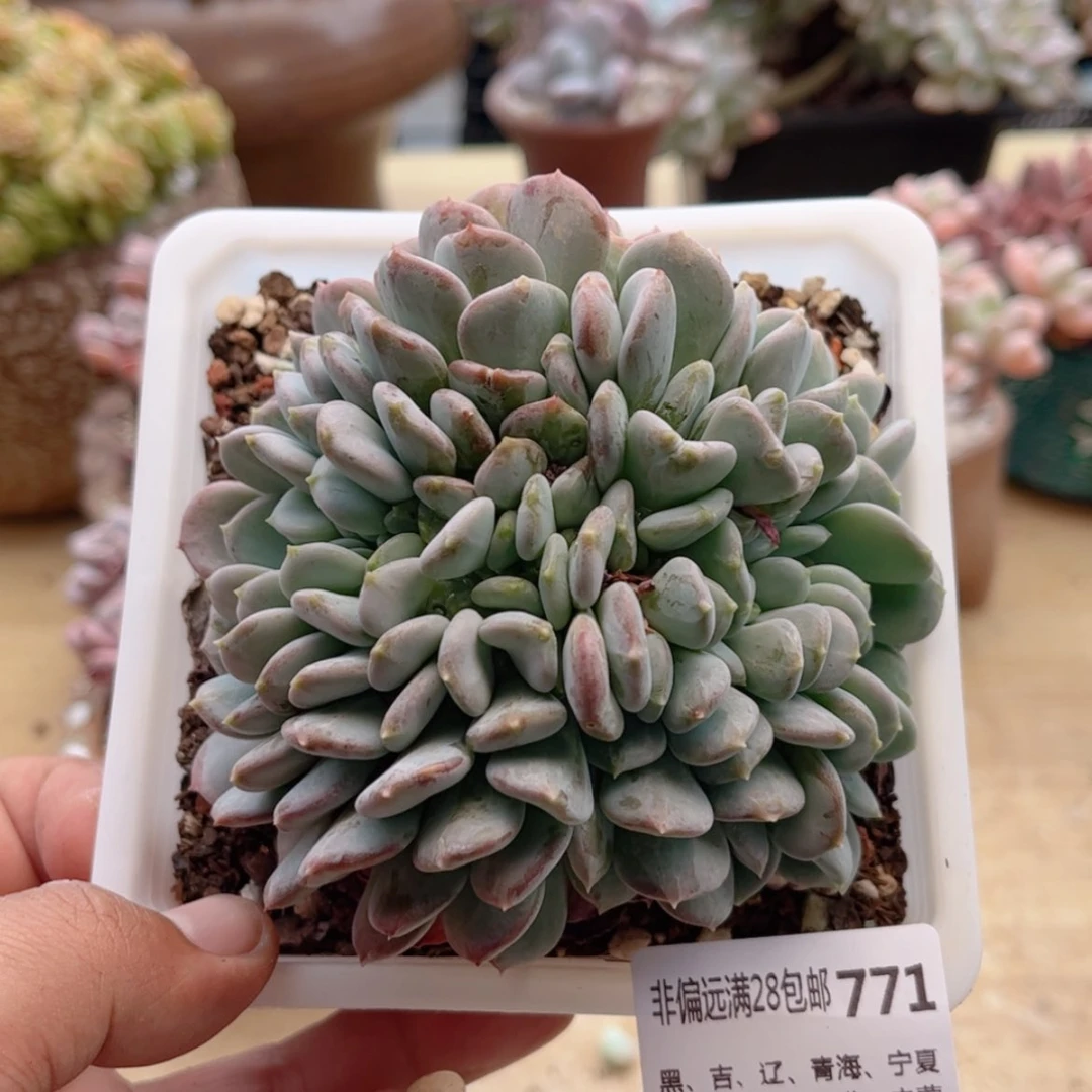 【闪购商品】771玛瑙缀