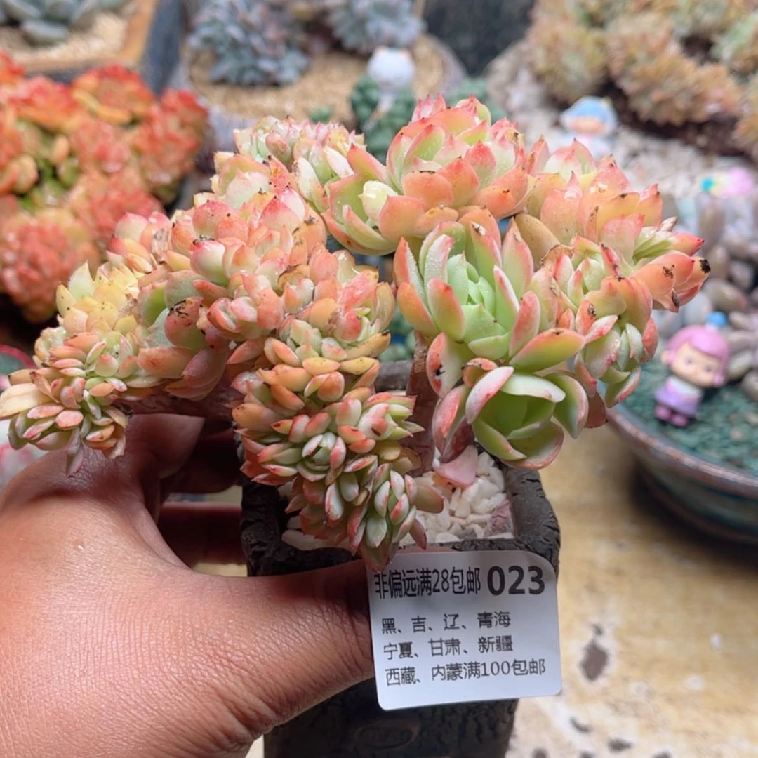 【闪购商品】023碧桃缀