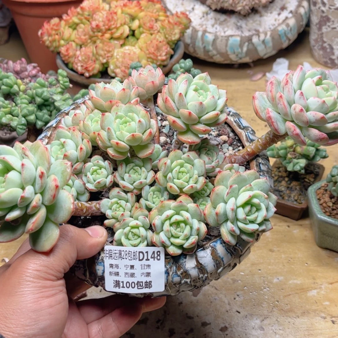 【闪购商品】.****এ148香草