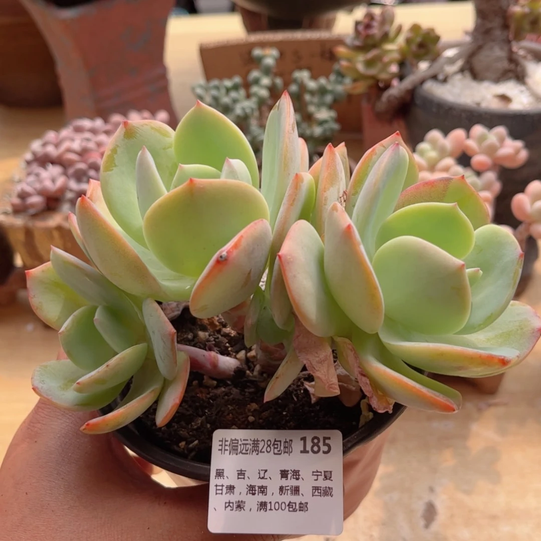 【闪购商品】185白凤