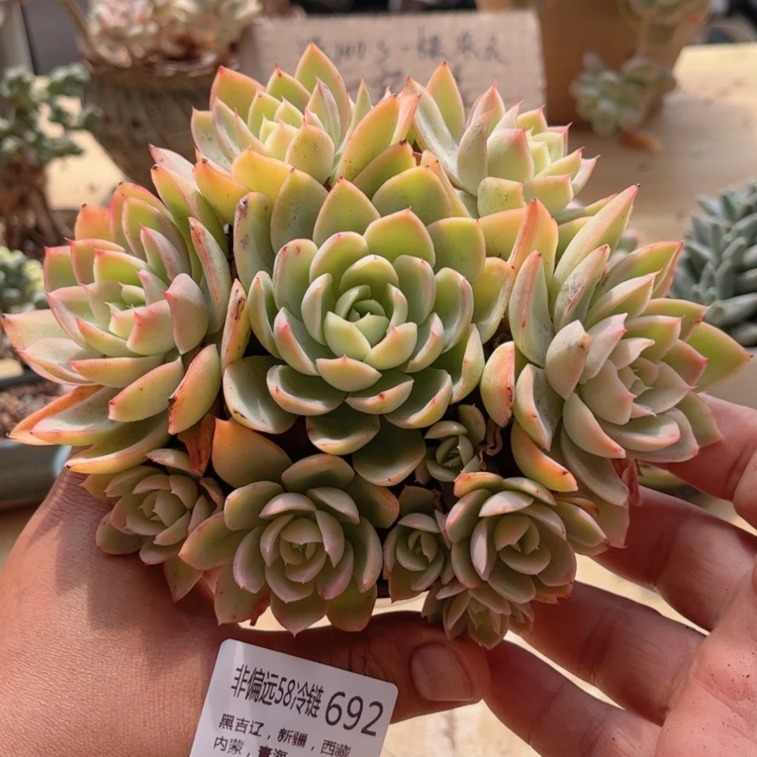 【闪购商品】692丝绸面纱