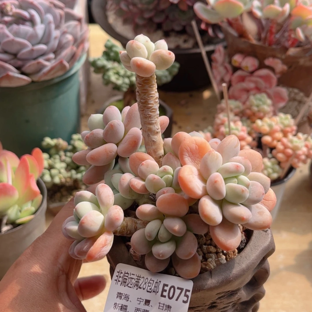 【闪购商品】075洛神