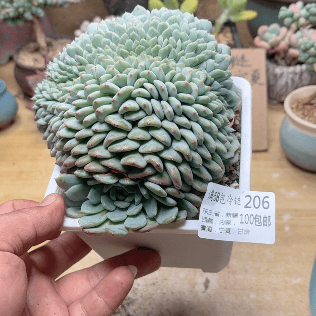 【闪购商品】206白胖子缀