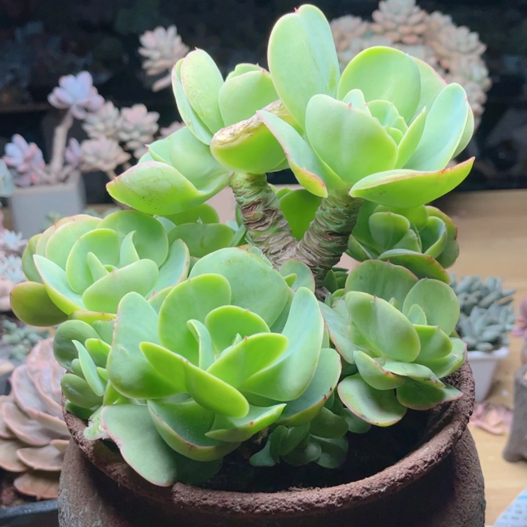【闪购商品】897鸡蛋碧桃