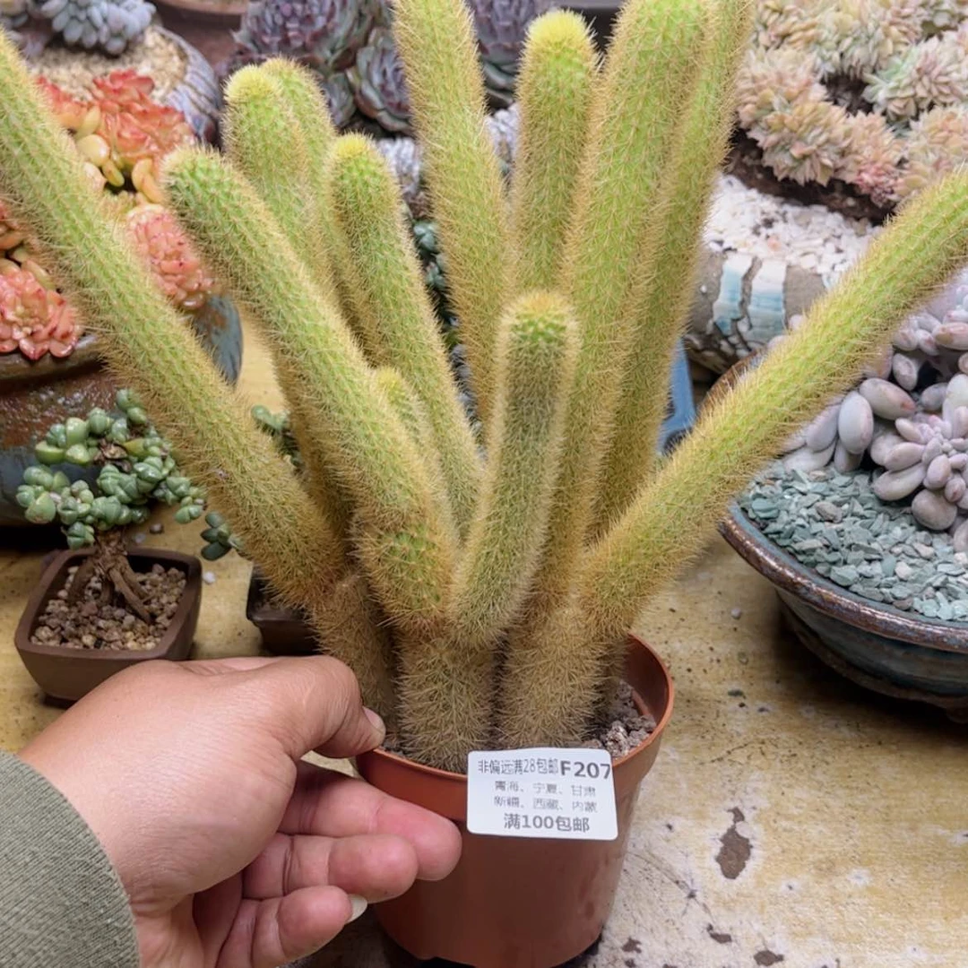 【闪购商品】207黄金条