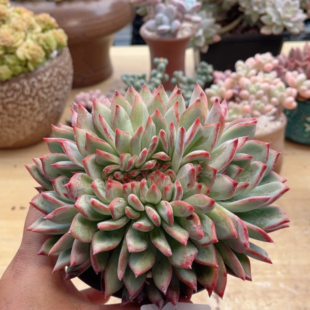 【闪购商品】761拉糖缀