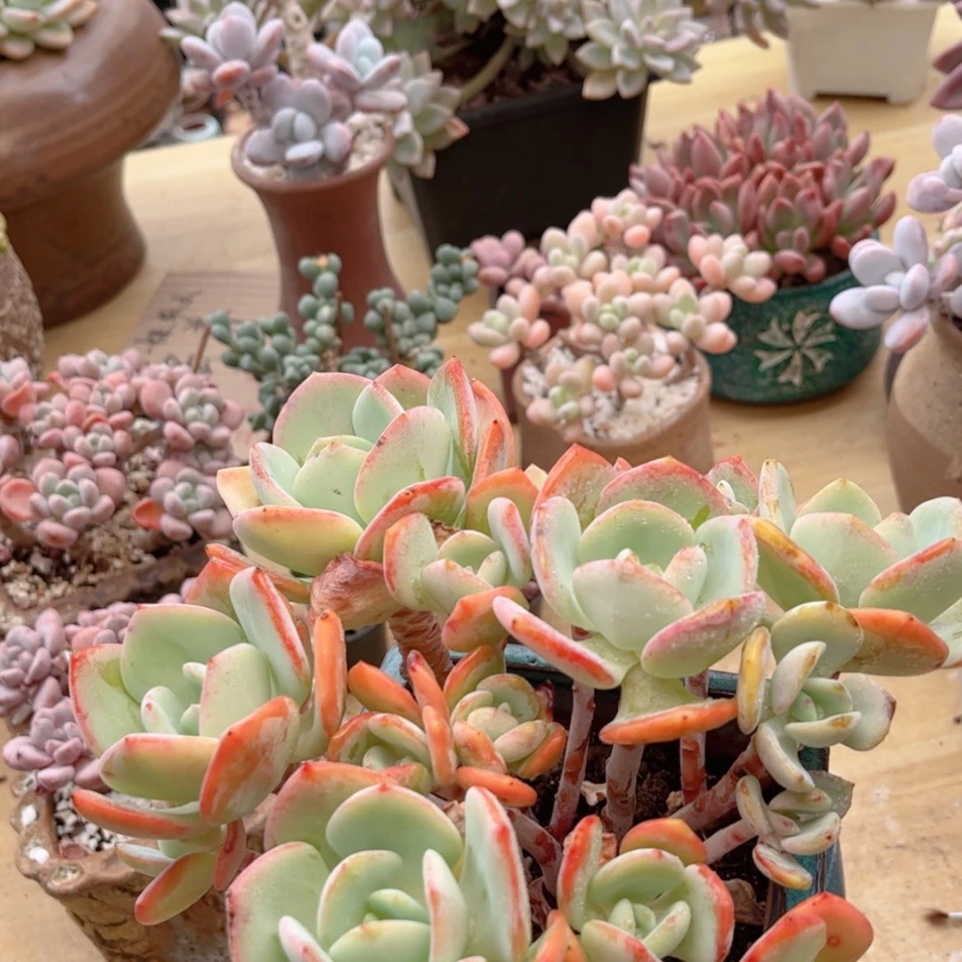 【闪购商品】777白月光