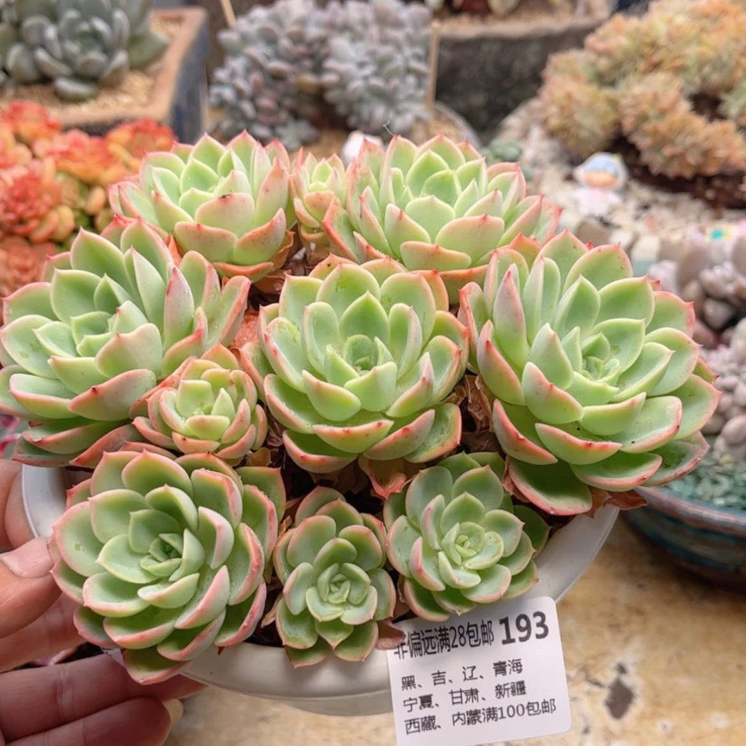 【闪购商品】193哈密瓜