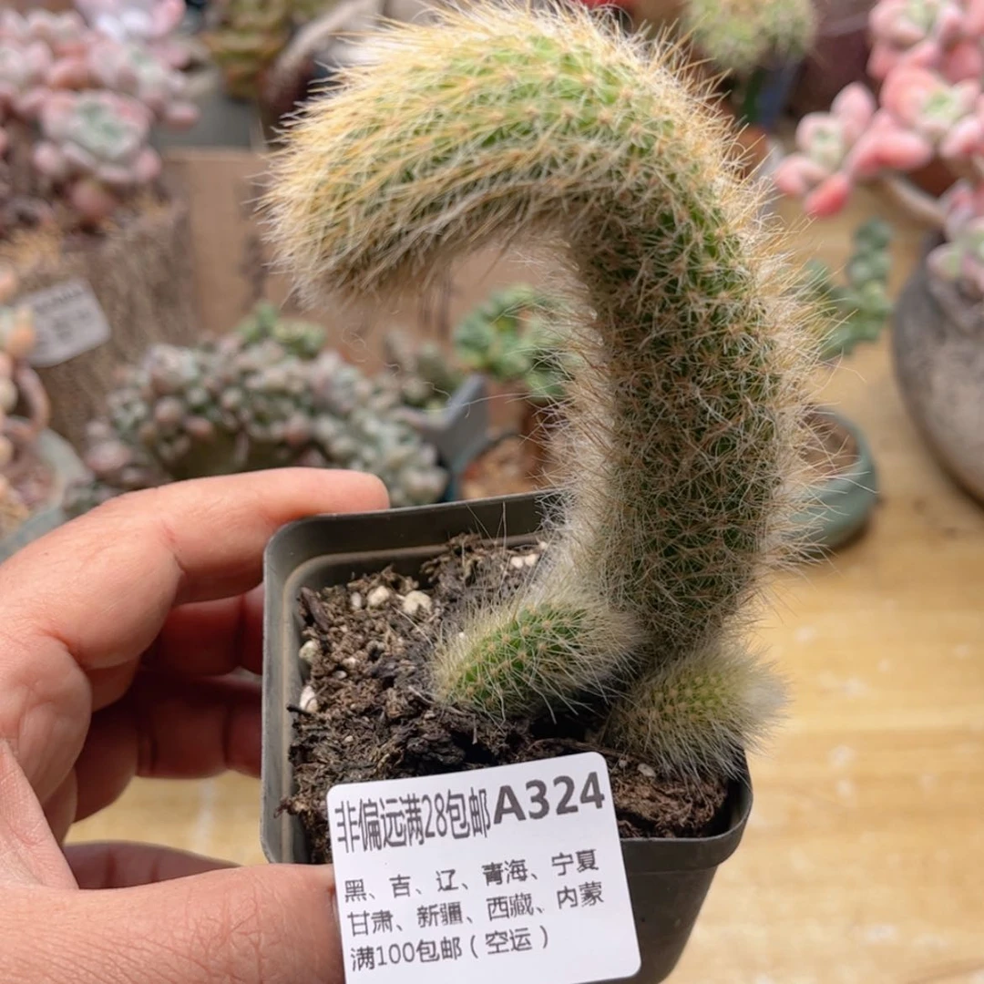 【闪购商品】324九尾狐