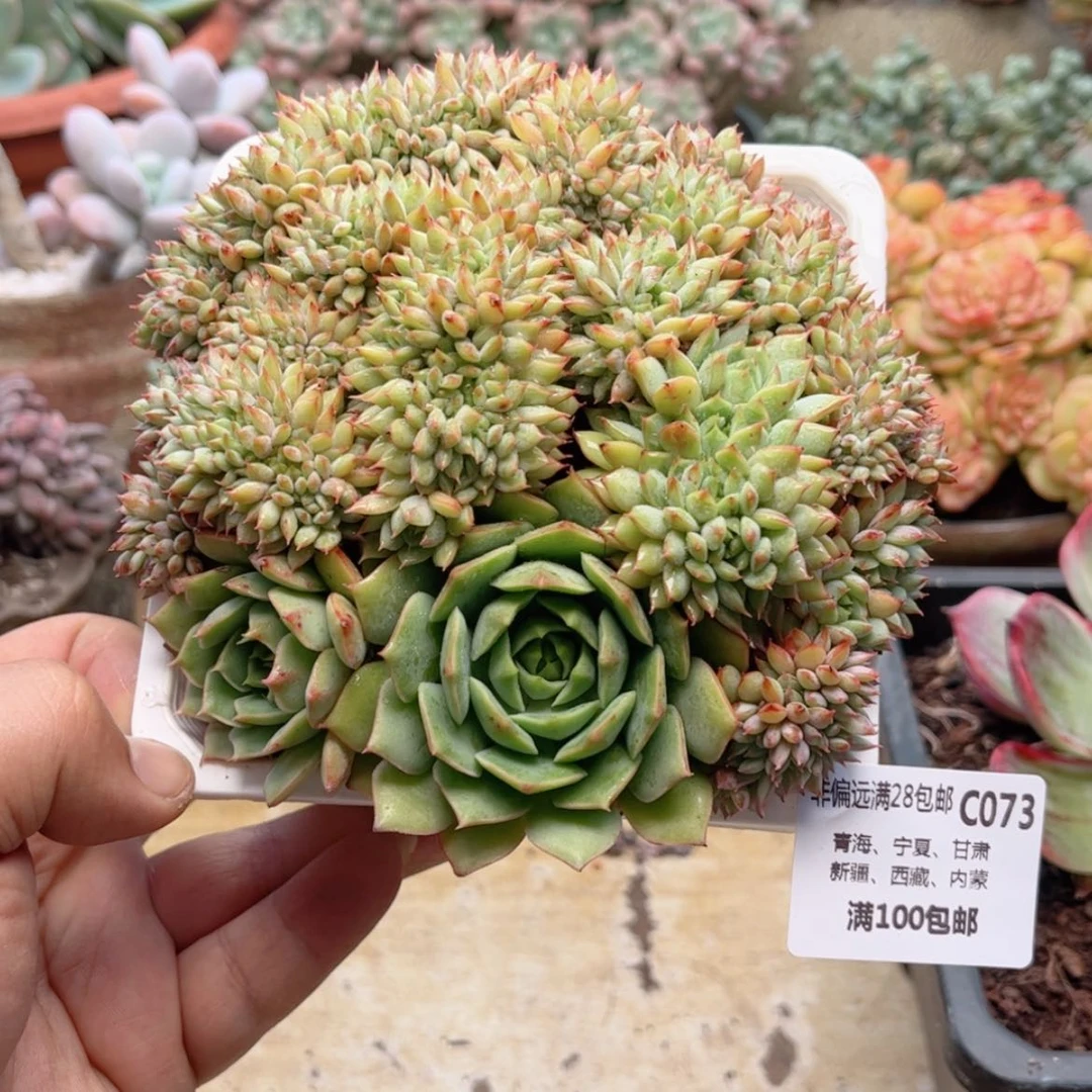【闪购商品】073青苹果缀