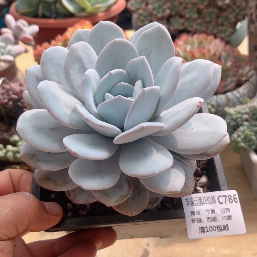 【闪购商品】786雪莲