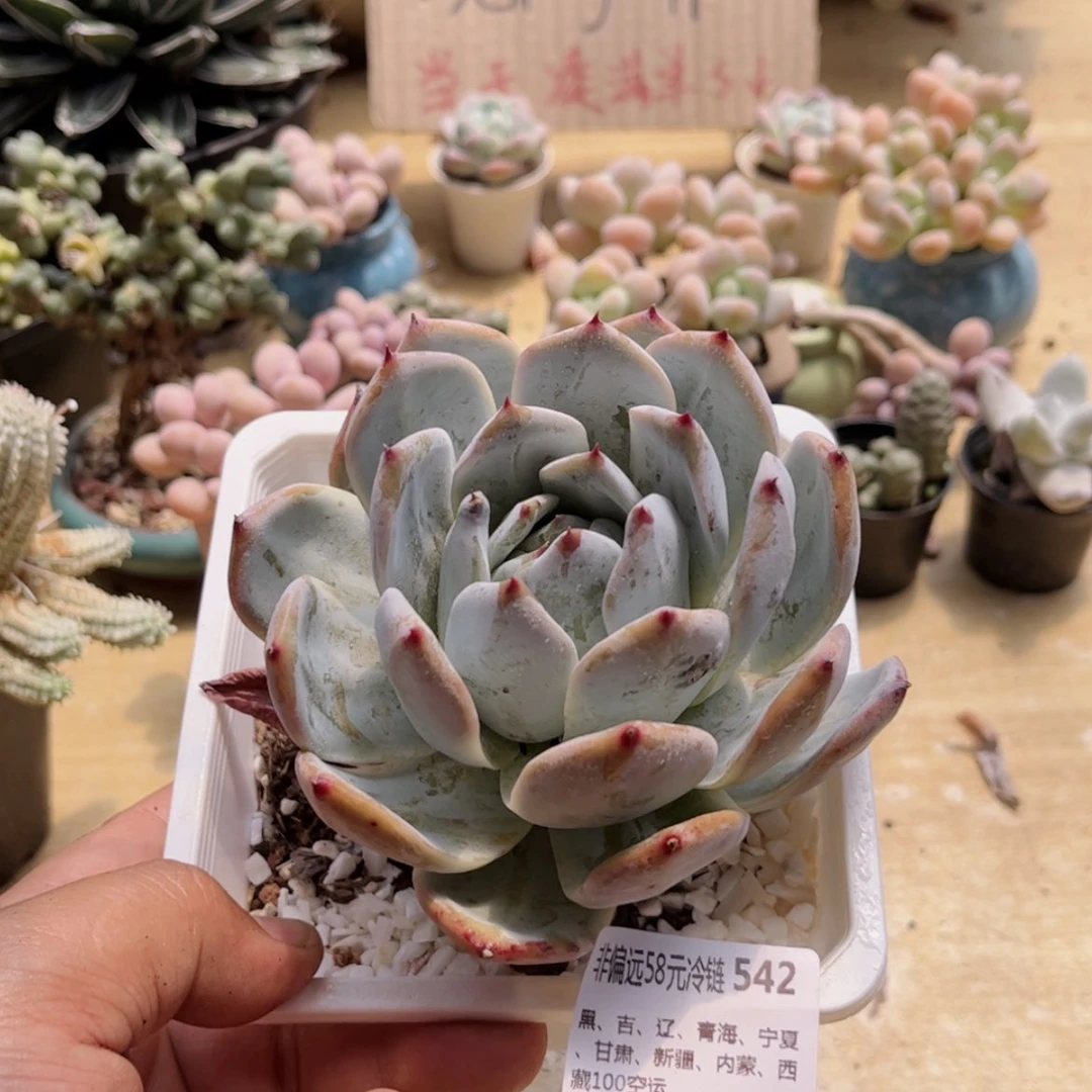 【闪购商品】542祖母绿
