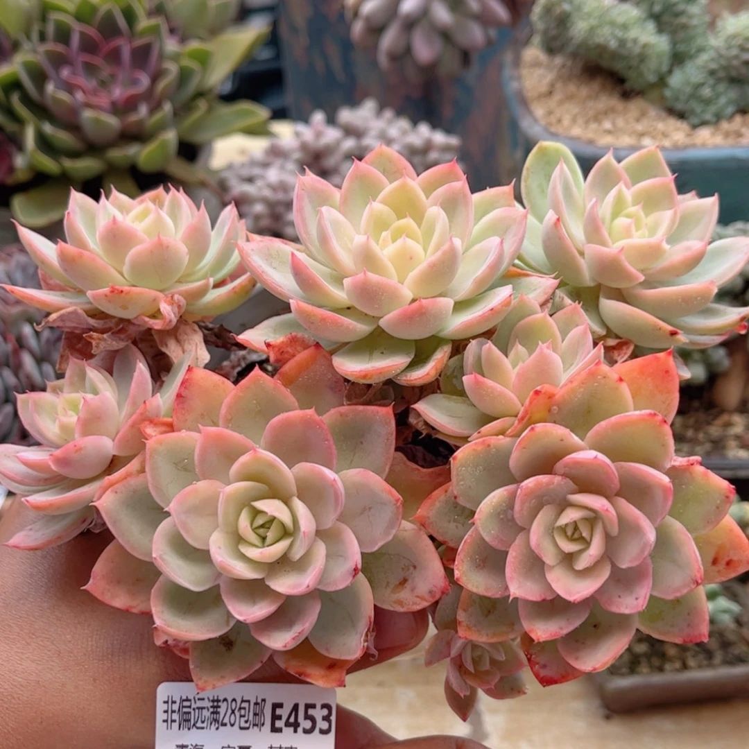 【闪购商品】453丝绸面纱