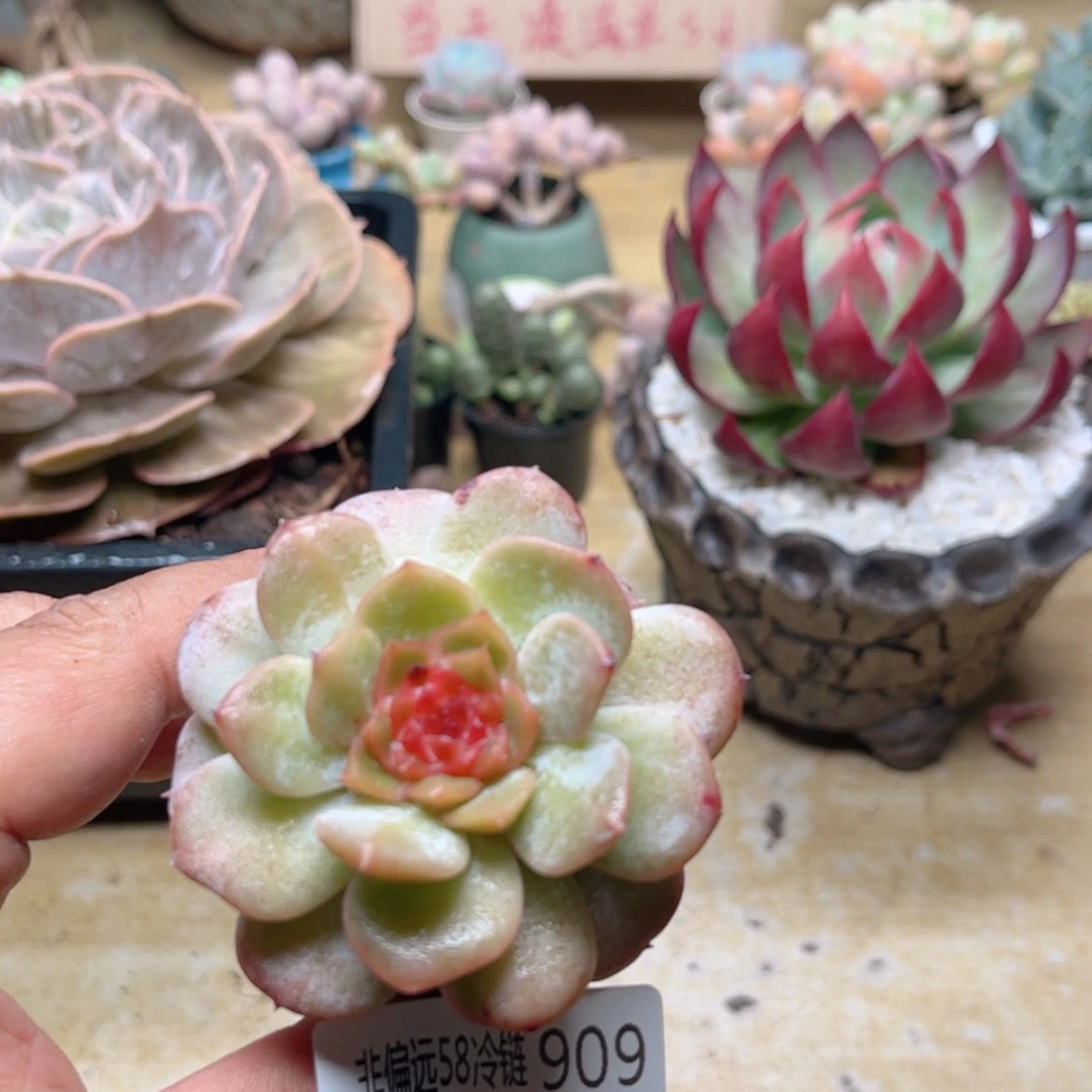【闪购商品】909糖心
