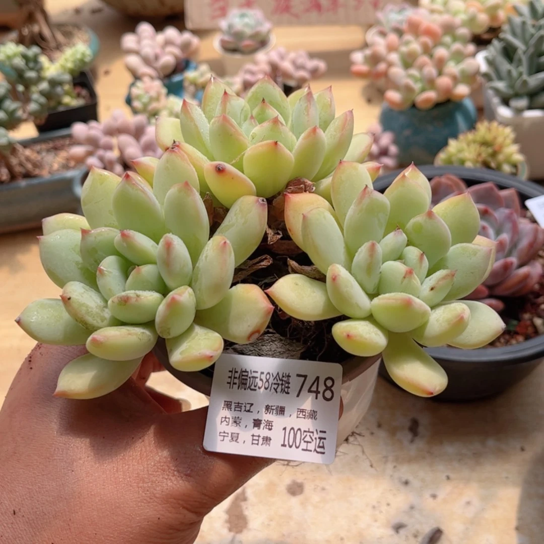 【闪购商品】748蜜糖