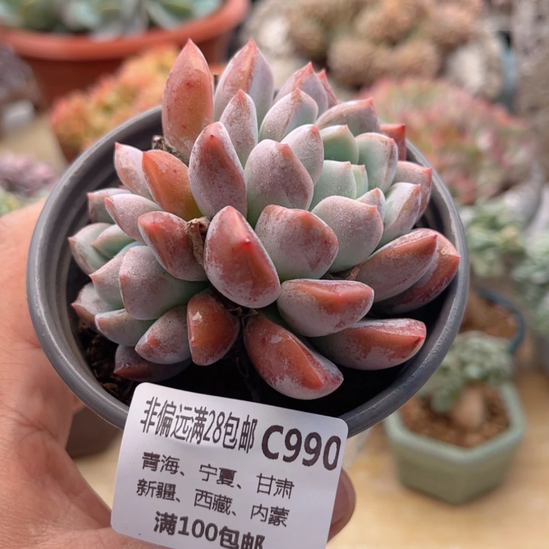 【闪购商品】990安妮宝贝