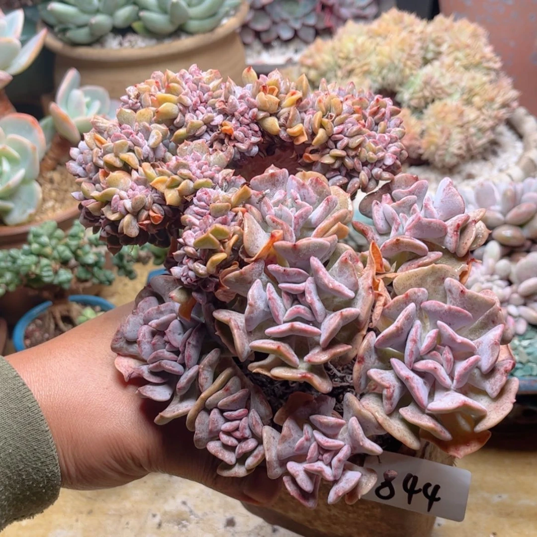 【闪购商品】844雪精灵