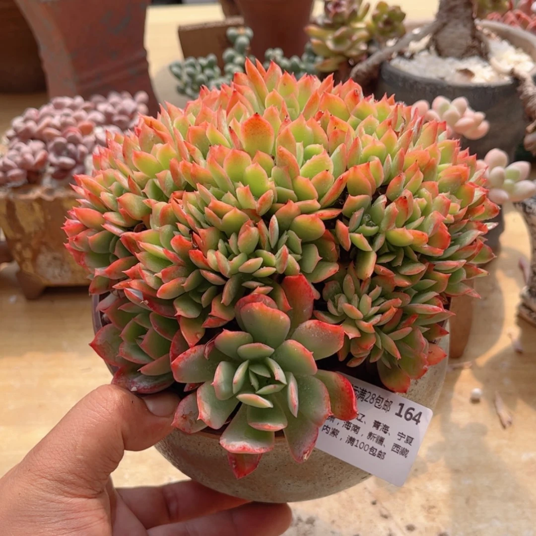 【闪购商品】164绮罗仙子