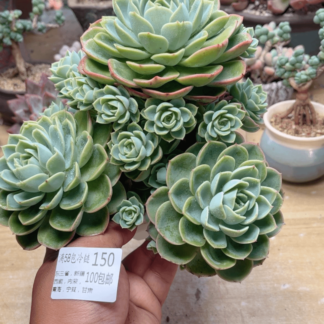 【闪购商品】150哈密瓜