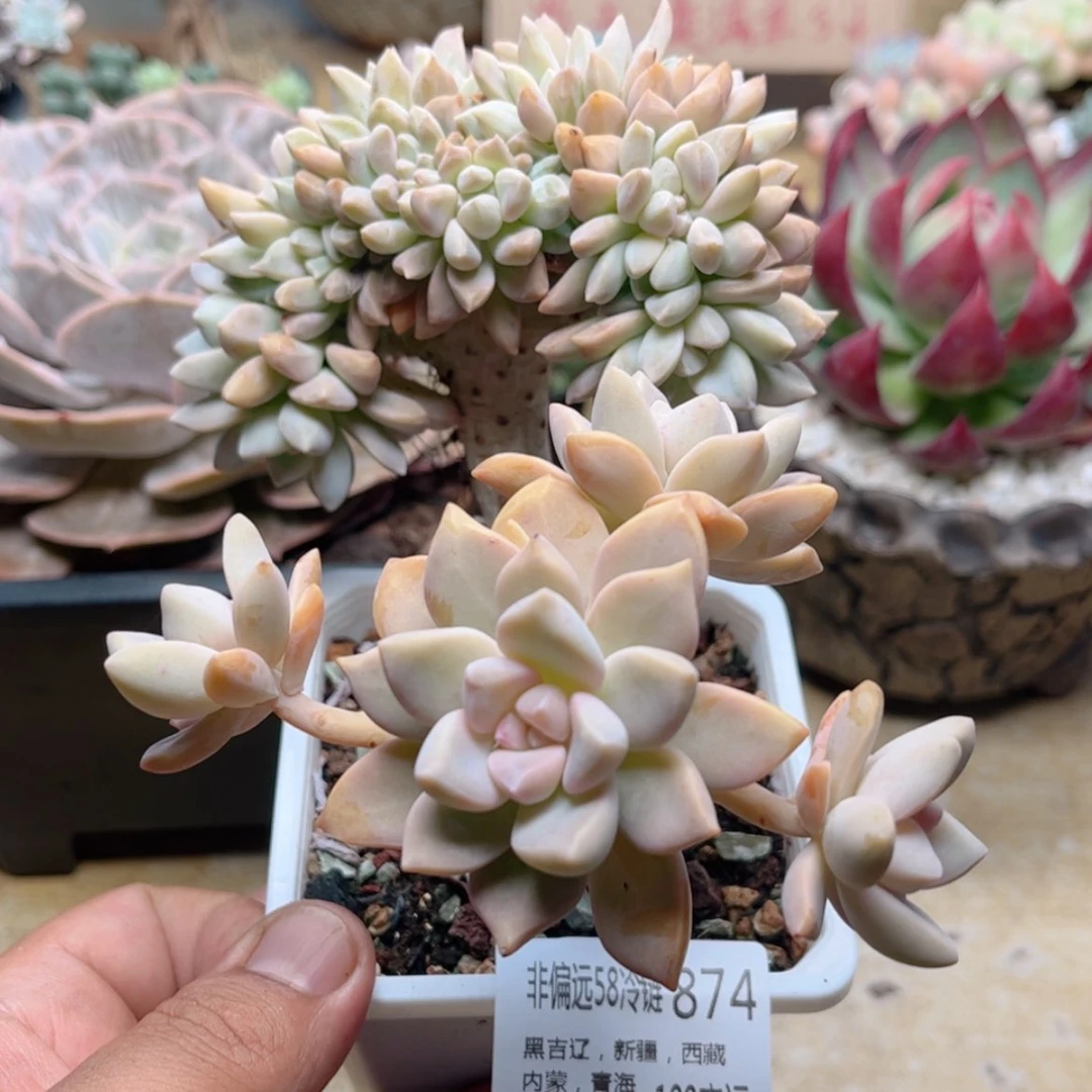 【闪购商品】874淡雪缀