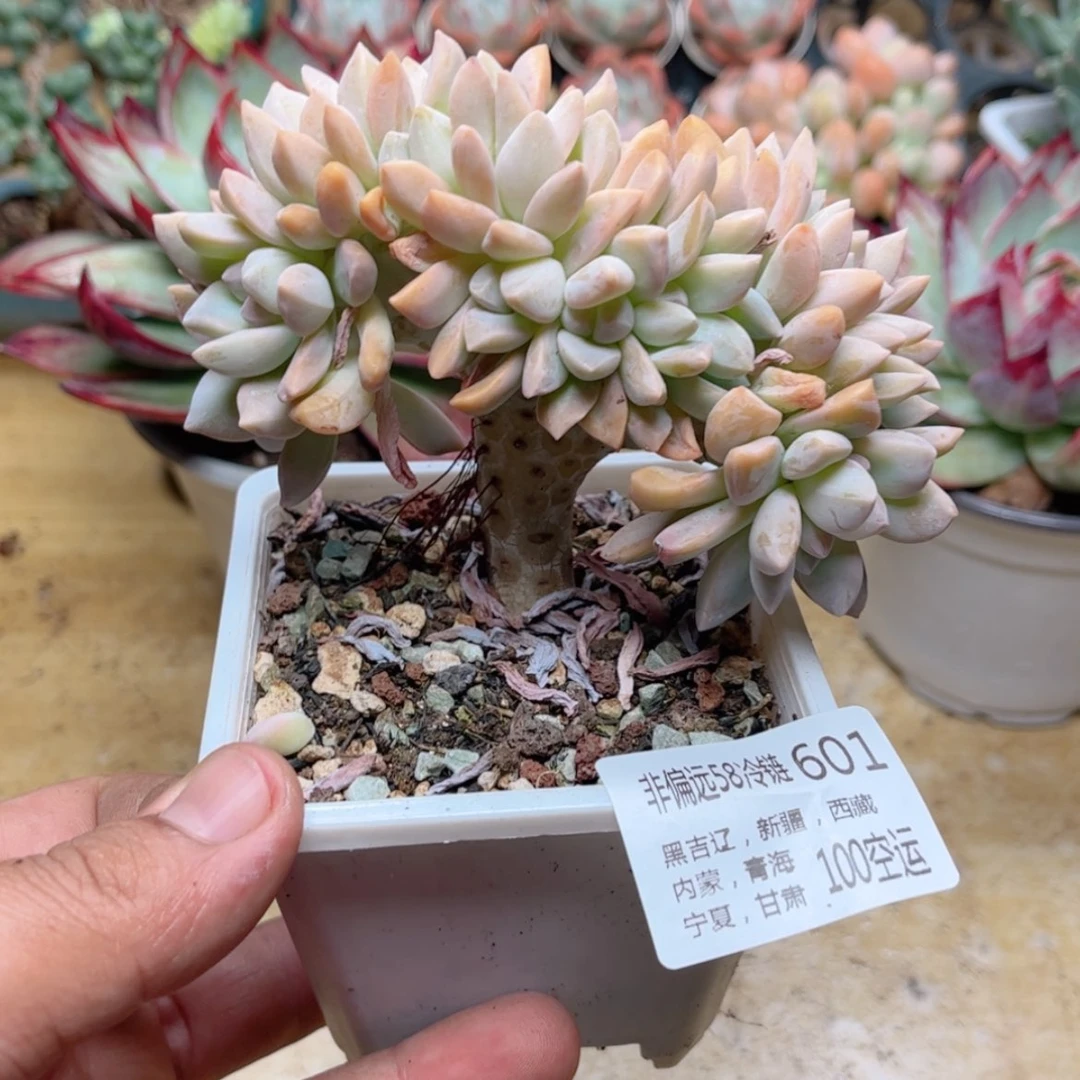 【闪购商品】601淡雪缀多肉