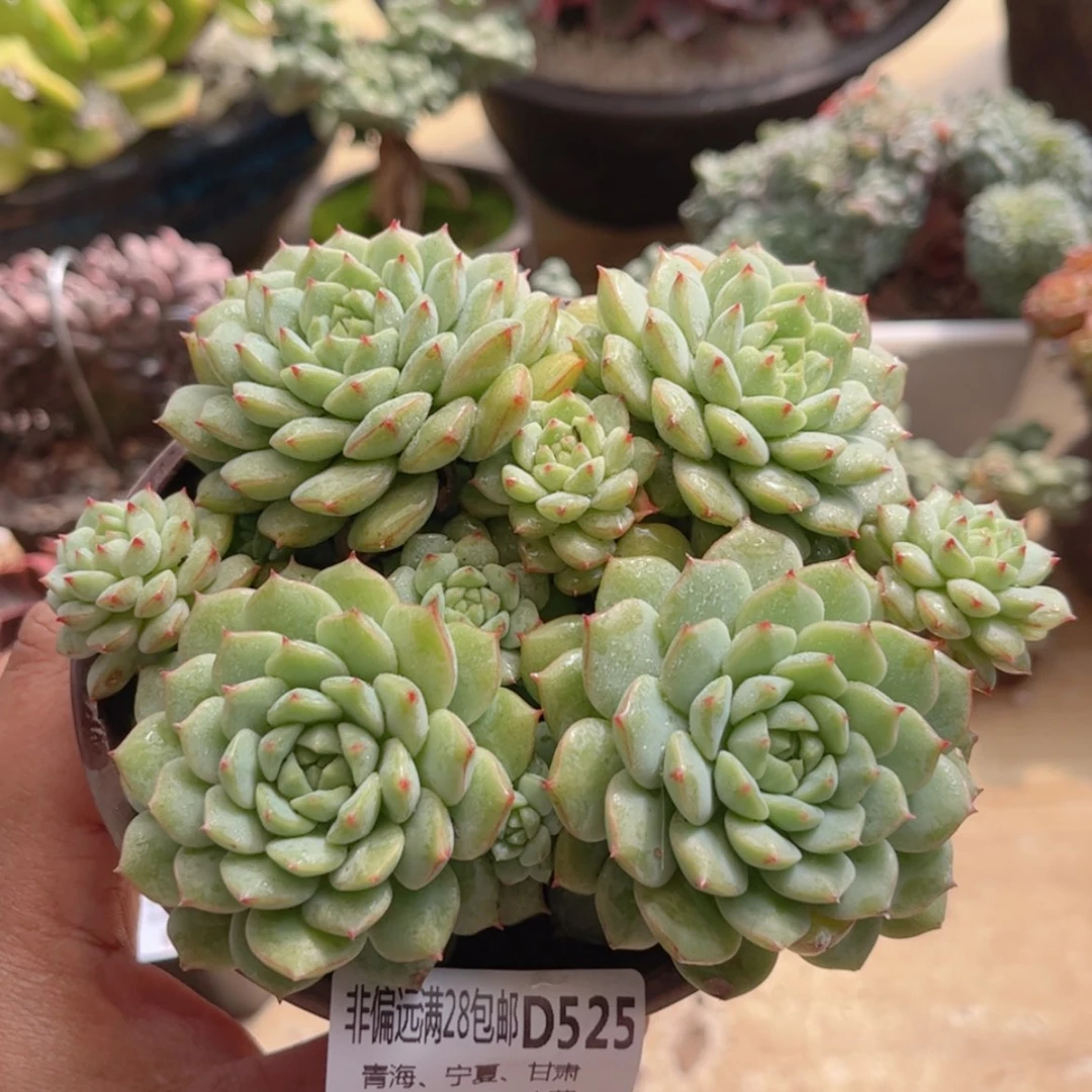 【闪购商品】525熊猫脸