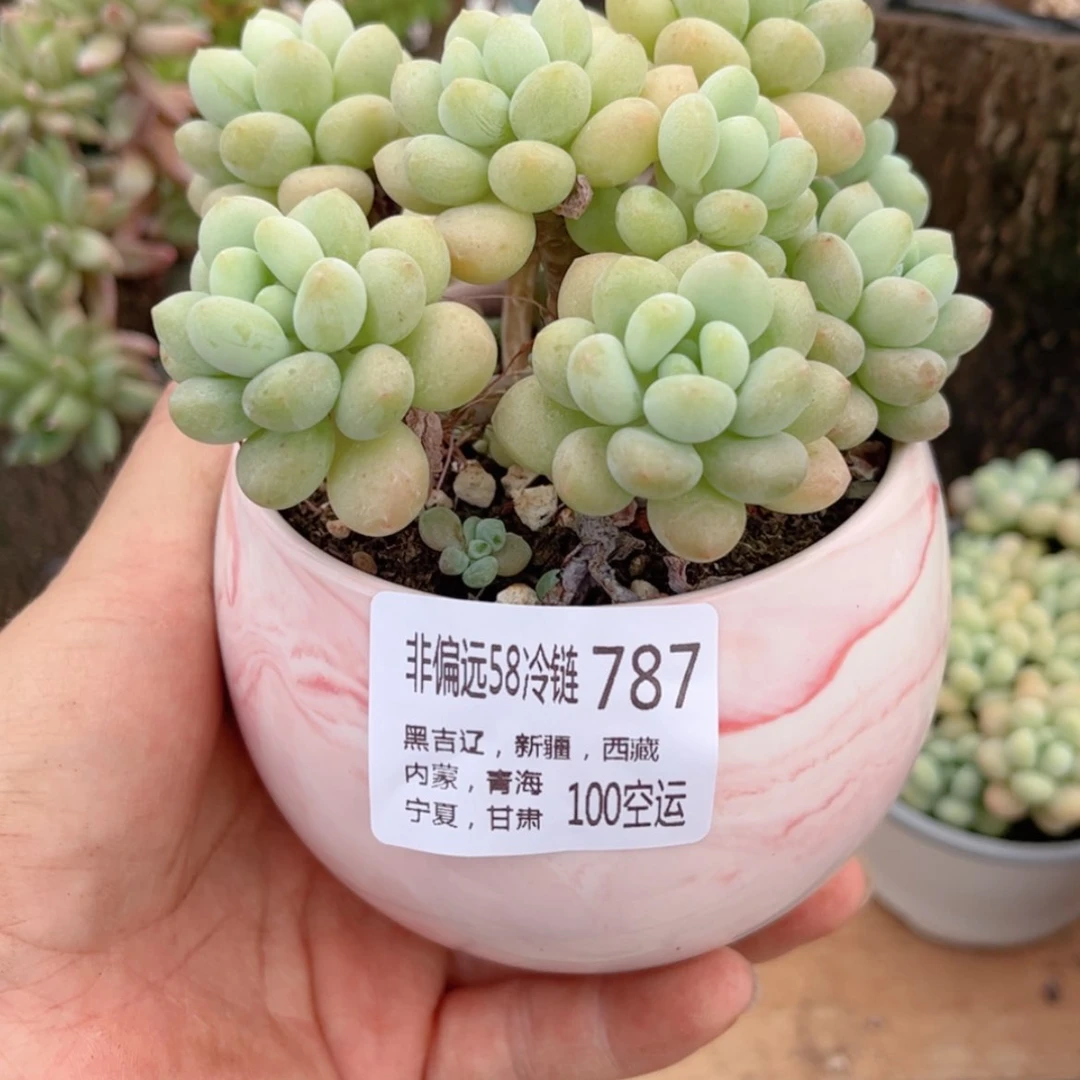 【闪购商品】787洛可可多肉