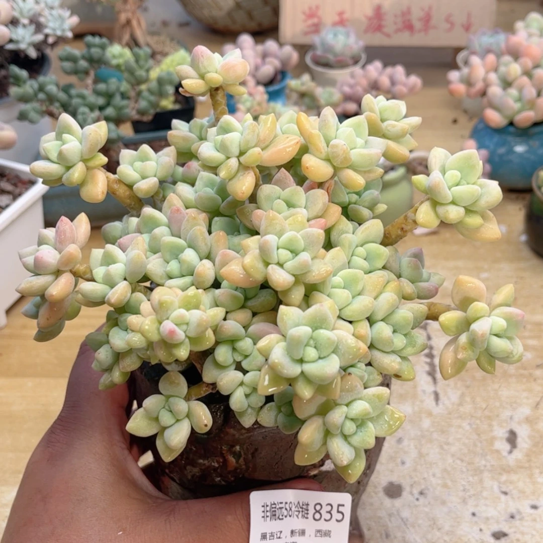 【闪购商品】835奶酪蛋糕