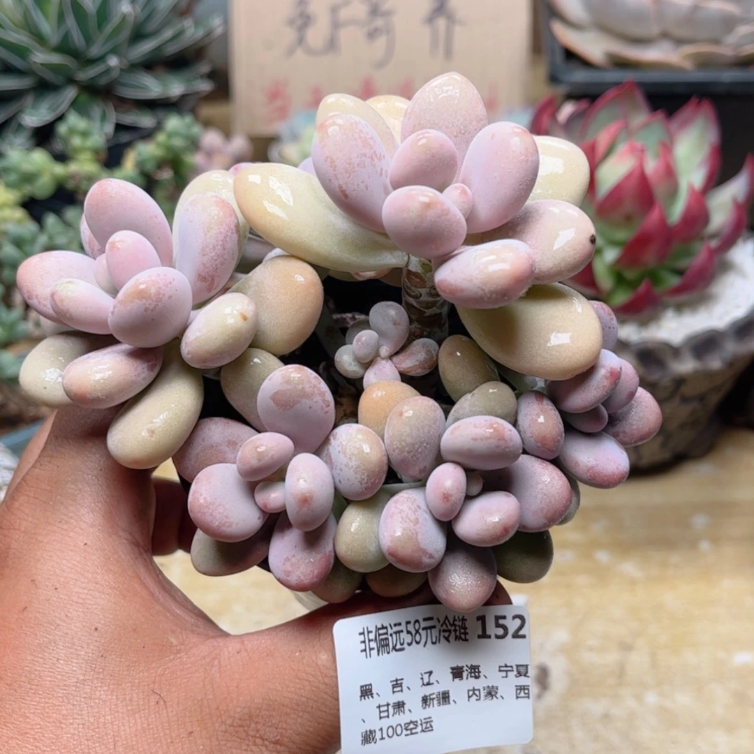 【闪购商品】152桃蛋多肉