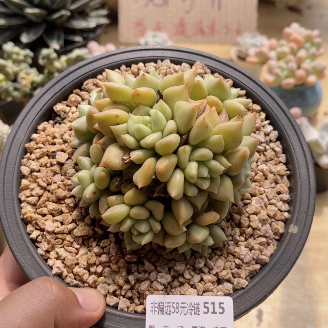 【闪购商品】515黄金象牙
