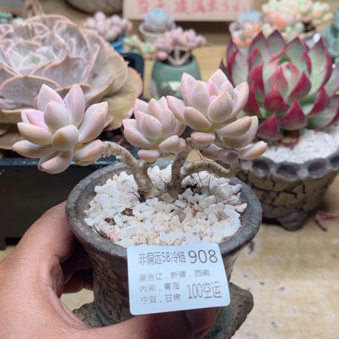 【闪购商品】908淡雪