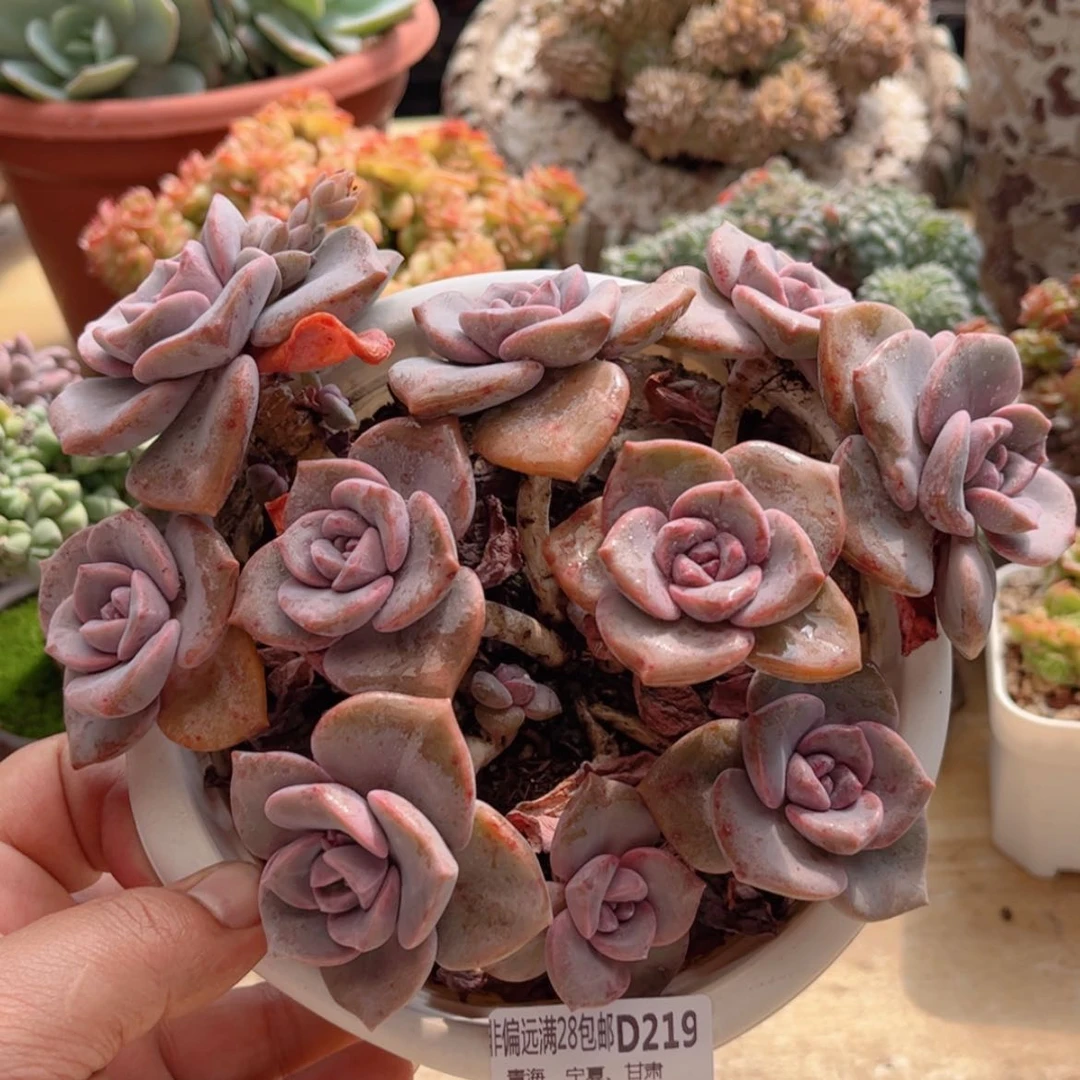 【闪购商品】219彩虹糖