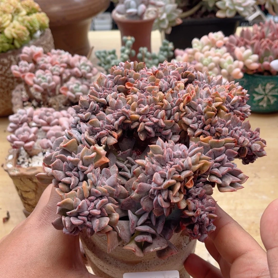 【闪购商品】787雪精灵缀