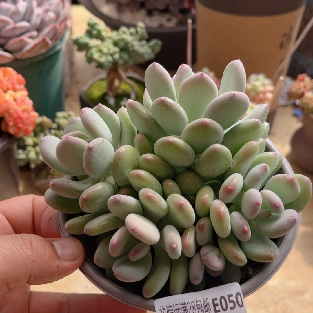 【闪购商品】050三日月美人