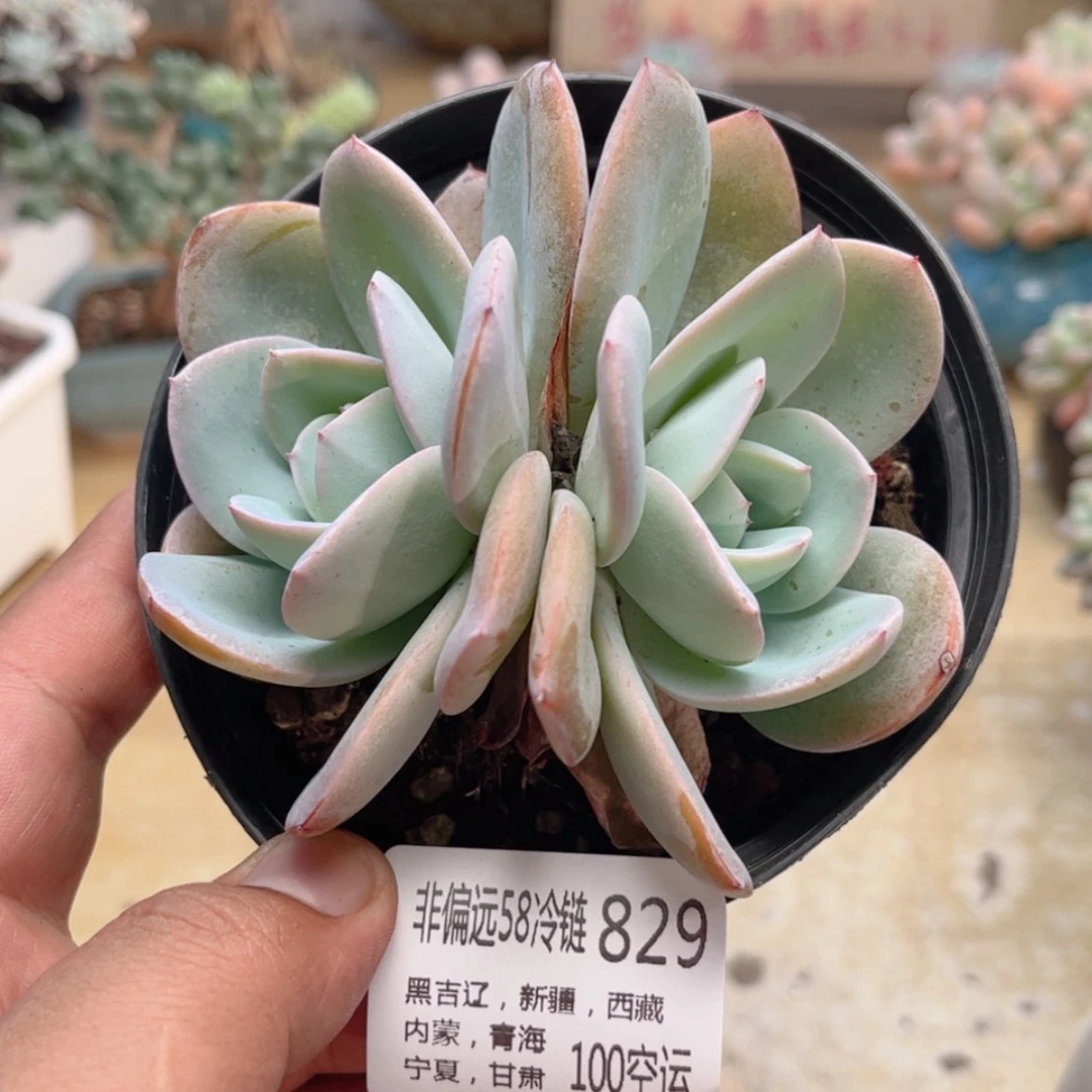 【闪购商品】829布鲁蓝