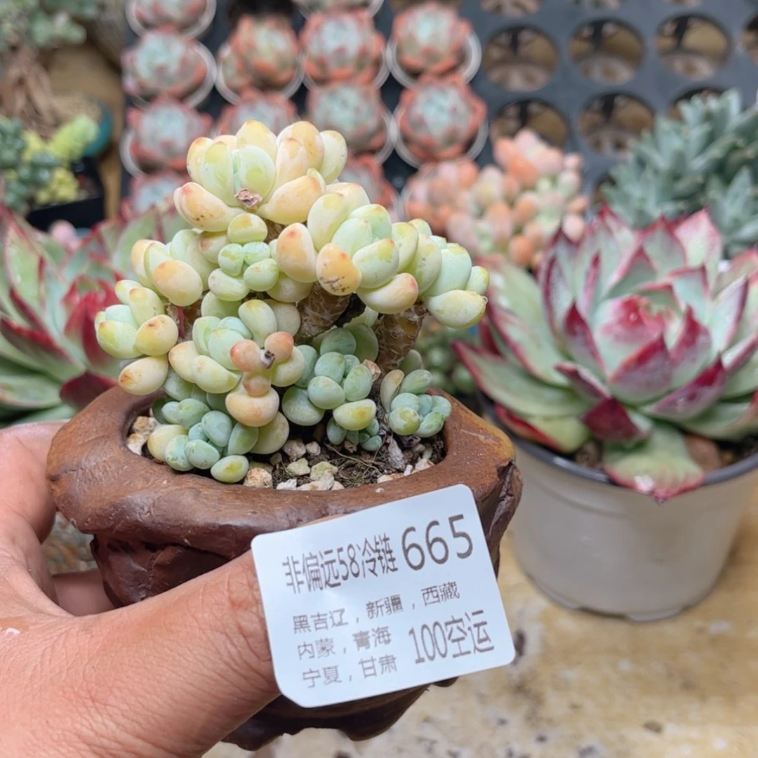 【闪购商品】665罗琦