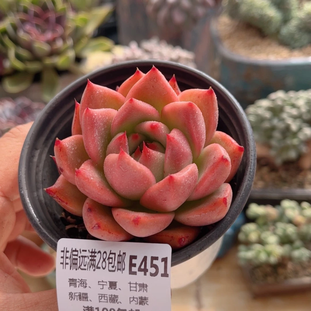 【闪购商品】451红颜谜语